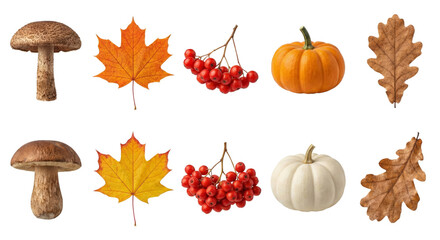 Collection of autumnal fungi leaves pumpkins and berries isolated on transparent background
