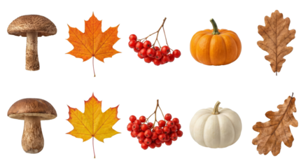 Collection of autumnal fungi leaves pumpkins and berries isolated on transparent background