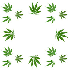 Vector pattern with green cannabis leaves arranged in a circular composition on a white background, suitable for medical cannabis, cbd branding, packaging, labels and wellness design.