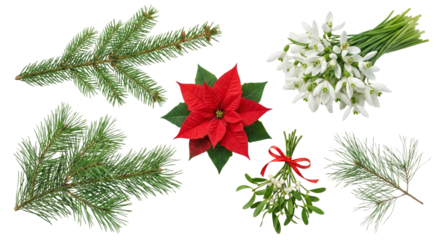 Festive Christmas Botanical Arrangement with Poinsettia, Pine Branches and Mistletoe Isolated on