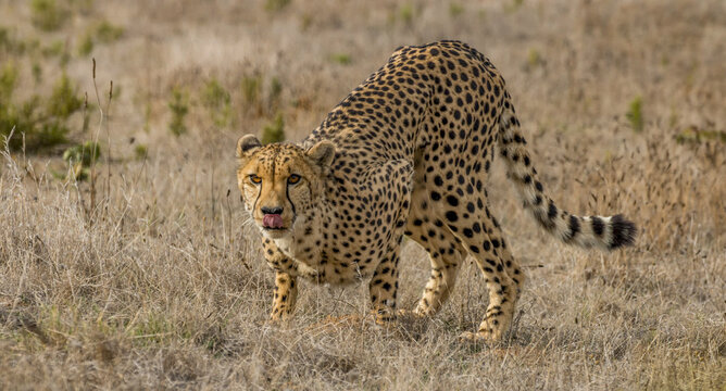 View of a cheetah, its spotted coat a stark contrast against the dry, golden grass, Sir Lowry's Pass, Western Cape, South Africa.