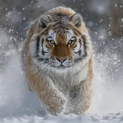 Papier peint photo  Focused Tiger Running Through Snowy Landscape Animal Wildlife Portrait  © lulu