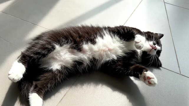 A black and white domestic cat lying on its side on a tiled floor with sunlight casting shadows, captured in a high-angle shot with a serene mood.