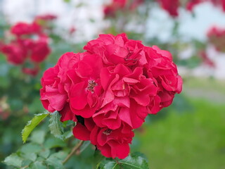 Beautiful fresh roses in nature. Natural background, large inflorescence of roses on a garden bush.