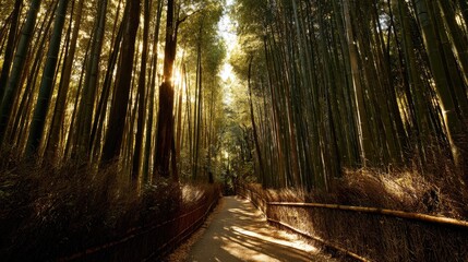 Bamboo Forest Path in Golden Light, Natural Green Asian Landscape