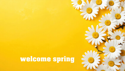 White daisies on bright yellow background with welcome spring text for seasonal greeting or floral design
