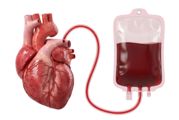 Human heart connected to blood bag on white or transparent background.