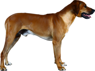 Rhodesian Ridgeback Profile: A majestic Rhodesian Ridgeback dog stands proudly in profile, showcasing its sleek, muscular physique and distinctive ridge, embodying strength and elegance.