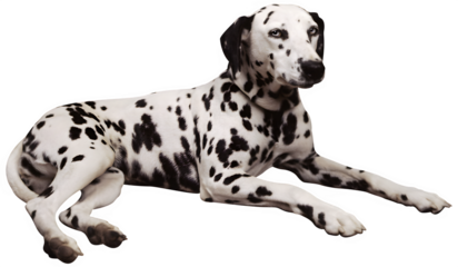 Dalmatian Dog Resting: A magnificent Dalmatian dog with iconic spots is captured in a relaxed pose, exuding an air of calmness and contentment.