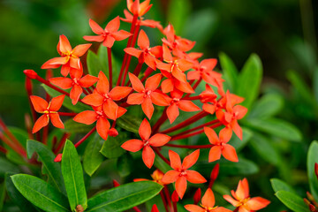 Extremely close macro shot of vibrant scarlet Ixora flower petals with tiny dew drops in a lush tropical park. High detailed texture of exotic flora for gardening and environmental themes.