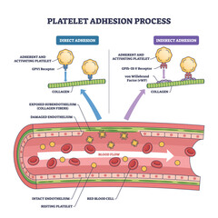 Platelet adhesion process diagram shows platelets binding to collagen via vWF in a damaged vessel, key objects, platelets, collagen, vWF. Outline diagram