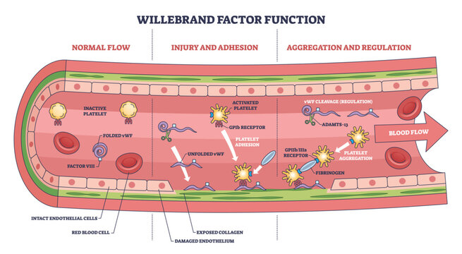 Willebrand factor function, illustrates platelet adhesion and aggregation in a damaged vessel, key elements are vWF, platelets, and collagen. Outline diagram