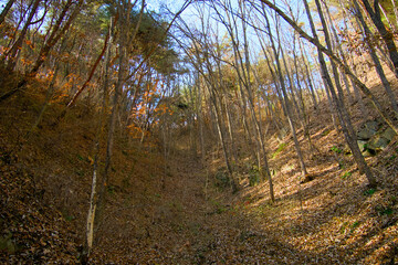Fototapeta premium A fall forest covered with fallen leaves