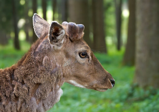 Damhirsch (Dama dama) Portrait in Seitenansicht mit gerade nachwachsendem Geweih in einem Wald im Mai in Deutschland