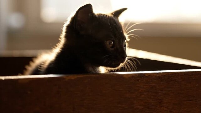 Close-up portrait of a black kitten peeking over a wooden box in a room with natural light from a window.