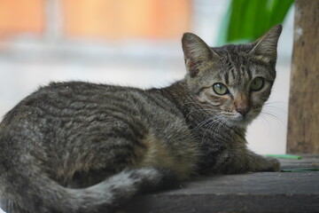 Close up of a domestic tabby cat resting outdoors, looking directly at the camera.