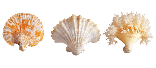 Set of Halogeton glomeratus commonly known as saltlover Aral barilla plant isolated on transparent background