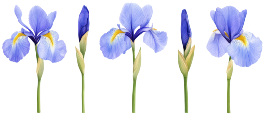 Set of Iris pseudacorus and Iris ensata frontal view on transparent background