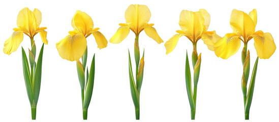 Set of Iris pseudacorus, the yellow flag, yellow iris or water flag on transparent background