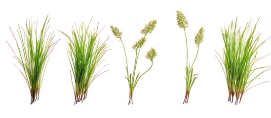 Set of Iris pseudacorus, the yellow flag, yellow iris or water flag on transparent background