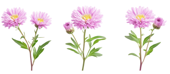 Set of Kalimeris indica also known as Indian aster on transparent background