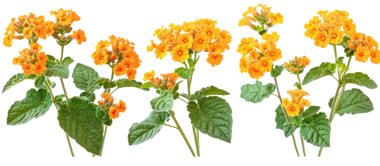 Set of Lantana camara common lantana on transparent background