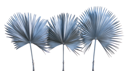 Three different Brahea armata, Mexican Blue Palm, stiff blue-green fronds on transparent background