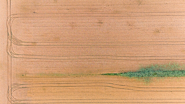 Aerial view of golden wheat fields patterned with winding trails, contrasting with patches of vibrant green vegetation, Novi Sad, Vojvodina, Serbia.