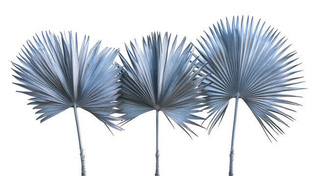 Three different Brahea armata, Mexican Blue Palm, stiff blue-green fronds on transparent background