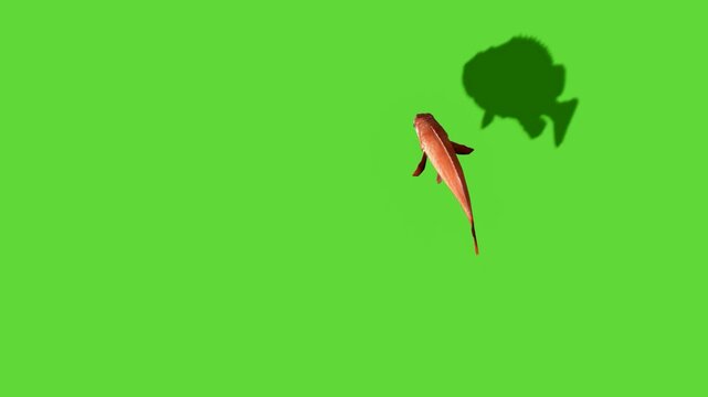 Top View Fish Green Screen Animation