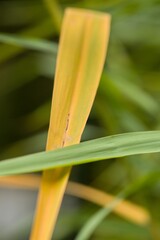 Obraz premium Plant list 2025 - Phragmites australis