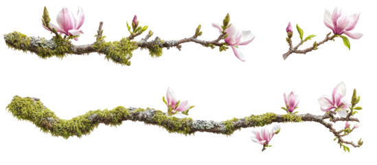 Set of Magnolia liliiflora commonly called lily magnolia on transparent background