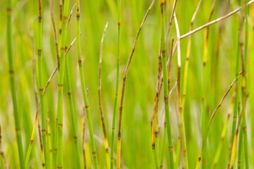 Obraz premium Plant list 2025 - Equisetum fluviatile