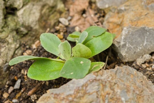 Plant list 2025 - Primula auricula