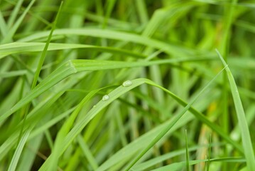 Fototapeta premium Plant list 2025 - Alopecurus pratensis