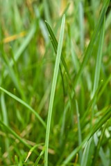 Obraz premium Plant list 2025 - Helictotrichon pubescens