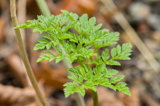 Plant list 2025 - Conium maculatum