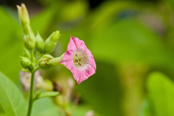 Fototapeta premium Plant list 2025 - Nicotiana tabacum