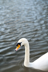 Obraz premium One mute swans ,Cygnus olor, swimming on a pond in spring.
