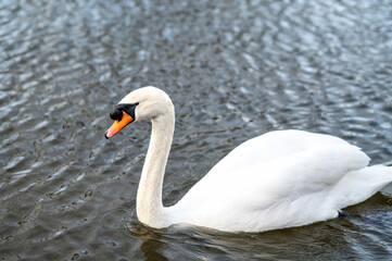 One mute swans ,Cygnus olor, swimming on a pond in spring.