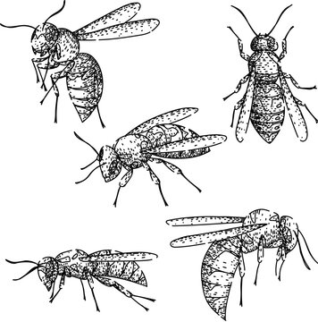 Wasp anatomy and behavior study, hand drawn engraved style vector sketches of hornets and yellowjackets in varied poses, detailed line art set for scientific and design use