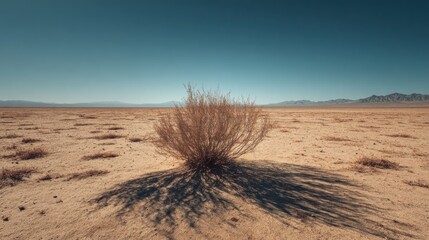 Desert landscape with isolated bush and long shadow under a clear blue sky
