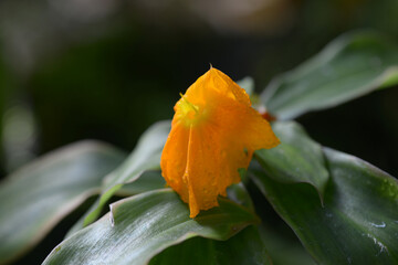 ベニバナフクジンソウ