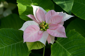 ピンクのポインセチア