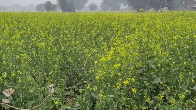 Alwar, Rajasthan, India 23 December 2025: Footage of rapeseed field farm with fog in the morning, selective focus
