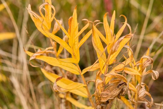Plant list 2025 - Lysimachia thyrsiflora