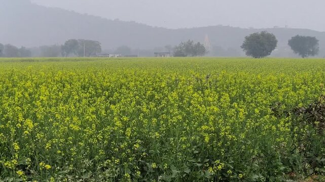 Alwar, Rajasthan, India 23 December 2025: Footage of rapeseed field farm with fog in the morning, selective focus
