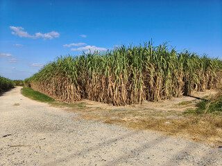 A bright blue sky and green sugarcane fields.