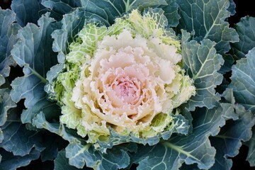 バラの花のような白い葉牡丹