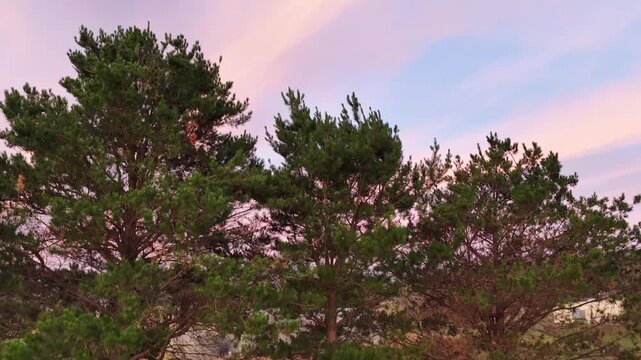 airial Fir trees to amazing sky